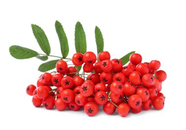 Beyaz arka planda yeşil yapraklı olgun yaban mersini sürüsü.