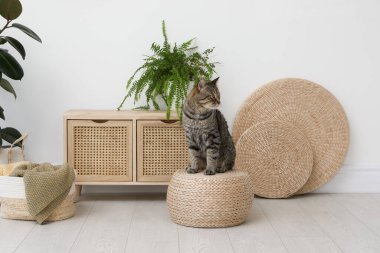 Hasır pouf 'ta tatlı tekir kedi.