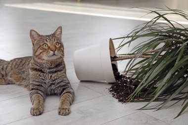 Evin zemininde ters dönmüş yaramaz kedi.