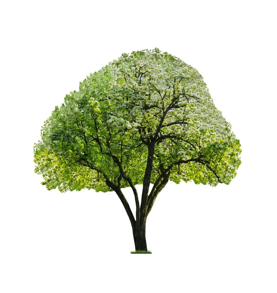 Piękne Drzewo Zielonymi Liśćmi Odizolowane Białym — Zdjęcie stockowe