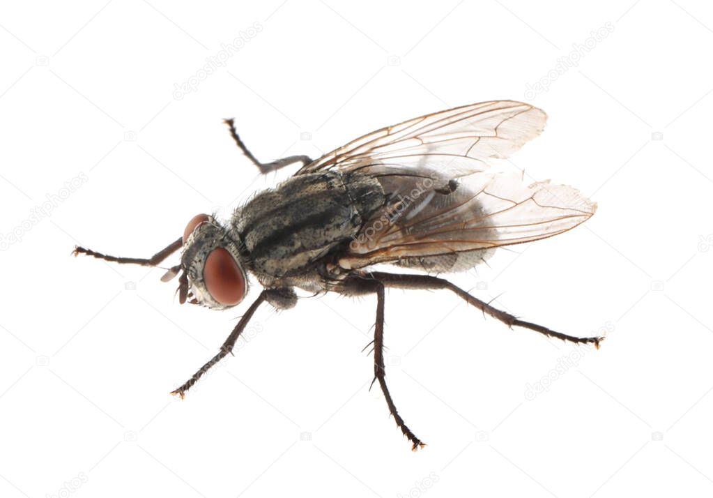 One common black fly on white background