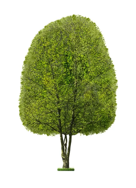 Vackert Träd Med Gröna Blad Isolerade Vitt — Stockfoto
