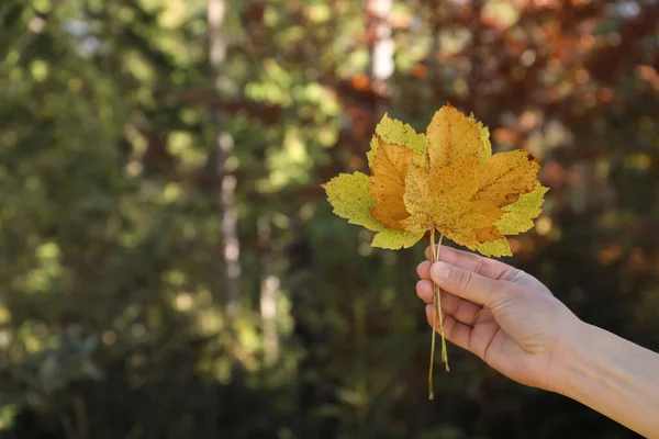 가을에 바깥에서 아름다운 나뭇잎을 봉합하고 있습니다 원문을 — 스톡 사진
