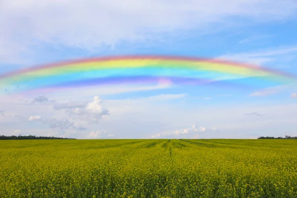 Beautiful Rainbow Blue Sky Green Field Sunny Day — Stock Photo, Image