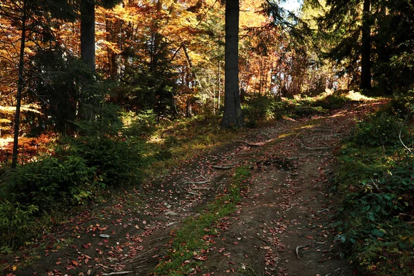 晴れた日には遊歩道が整備された秋の森の絶景 — ストック写真