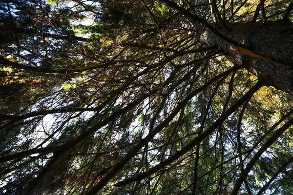 Krásný Jehličnatý Strom Lese Pohled Zdola — Stock fotografie