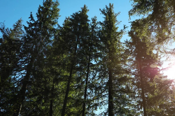 Pittoresca Vista Della Bellissima Foresta Conifere Nella Giornata Sole — Foto Stock
