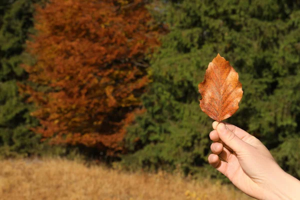 Woman Holding Beautiful Leaf Outdoors Autumn Day Closeup Space Text — Stock Photo, Image