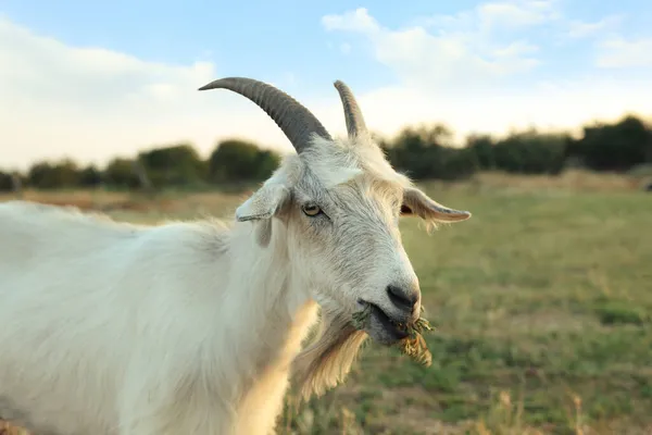 白山羊在牧场上吃草 畜牧业 — 图库照片