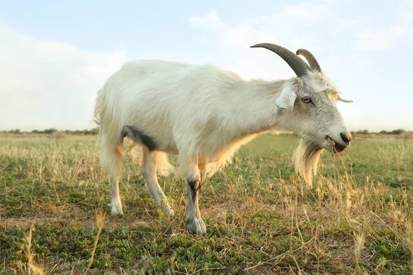 Cabra Branca Pastando Pasto Criação Animais — Fotografia de Stock