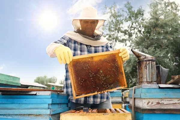 Bijenhouder Met Bijenkorf Frame Bij Bijenstal Oogsten Van Honing — Stockfoto