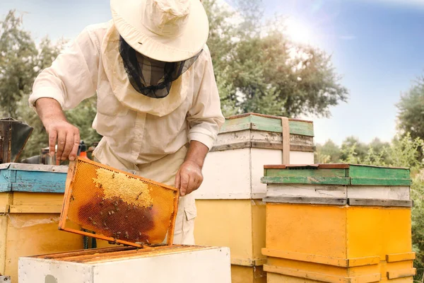 アッピアリーの巣からフレームを取って均一な養蜂家 蜂蜜の収穫 — ストック写真
