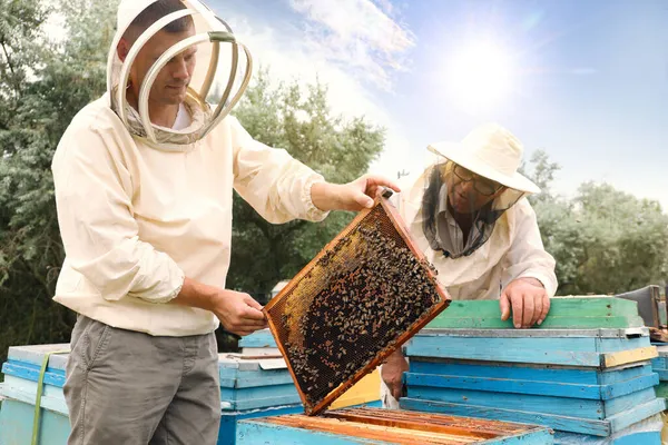 養蜂家で均一な収穫蜂蜜にApiary — ストック写真