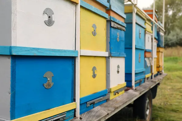 Many Colorful Bee Hives Apiary Outdoors Closeup — Stock Photo, Image