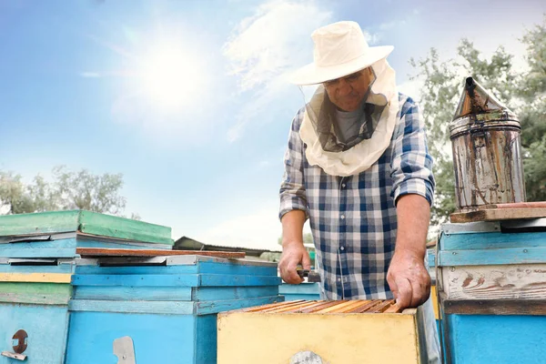 Beekeeper Taking Frame Hive Apiary Harvesting Honey — Stock Photo, Image