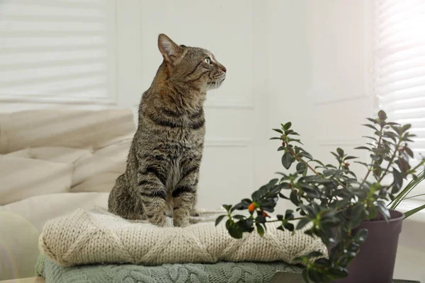 Χαριτωμένο Tabby Γάτα Στοίβα Πλεκτών Πλακών Εσωτερικούς Χώρους — Φωτογραφία Αρχείου