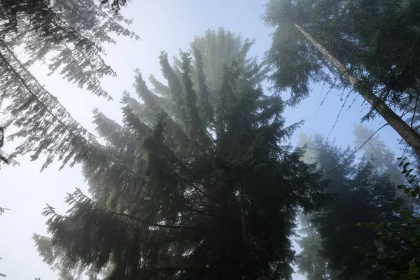 Prachtige Naaldbomen Het Bos Mistige Dag Lage Hoek Uitzicht — Stockfoto