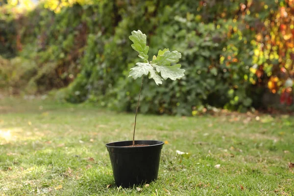 Pot Avec Arbuste Sur Herbe Verte Dans Parc Plantation Arbres — Photo