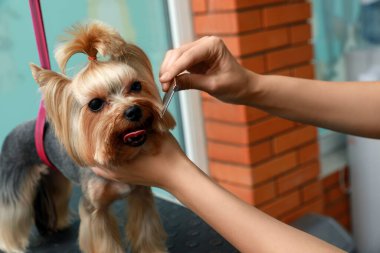 Profesyonel kuaför evcil hayvan güzellik salonunda sevimli bir köpekle çalışıyor, yakın plan.
