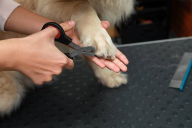 Profesyonel tımarcı, evcil hayvan güzellik salonunda makaslı sevimli köpeğin pençelerini kesiyor.