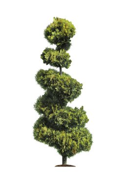 Güzel budanmış yeşil çalı beyazda izole edilmiş. 