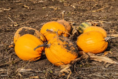 Olgun turuncu kabak yığını tarlada.