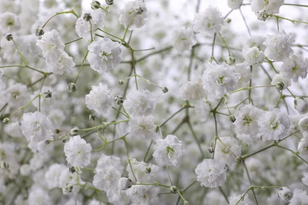 Vackra Zigenare Blommor Som Bakgrund Närbild — Stockfoto