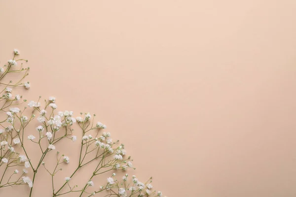 Hermosas Flores Gypsophila Sobre Fondo Beige Planas Espacio Para Texto — Foto de Stock