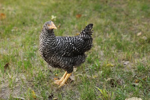 農家の緑の芝生の上で美しい鶏 — ストック写真