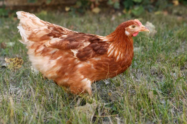 美丽的小鸡在农场的绿草上 — 图库照片