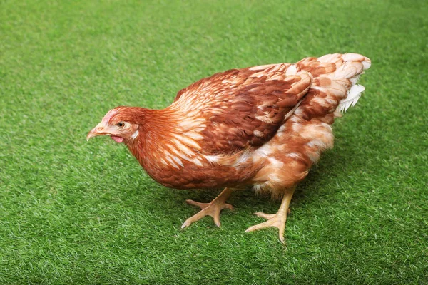 Hermoso Pollo Sobre Hierba Verde Animales Domésticos — Foto de Stock
