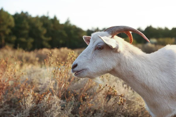 Zwierząt Gospodarskich Biała Koza Pasąca Się Pastwisku Wsi Miejsce Tekst — Zdjęcie stockowe