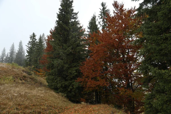 Schöne Aussicht Auf Den Wald Herbst Malerische Landschaft — Stockfoto