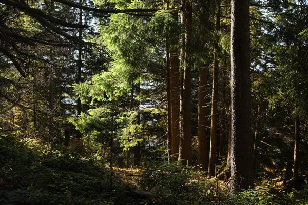 Pittoresca Vista Della Bellissima Foresta Conifere Nella Giornata Sole — Foto Stock