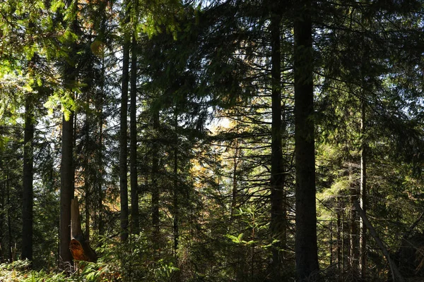 Vista Pitoresca Bela Floresta Coníferas Dia Ensolarado — Fotografia de Stock