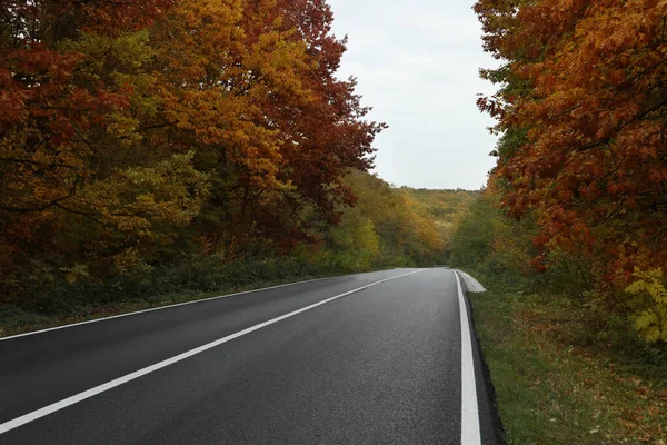 Belle Forêt Près Route Vide Saison Automne — Photo