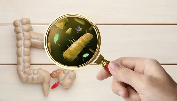 Mikroorganismforskning Kvinna Med Förstoringsglas Och Anatomisk Modell Tarmen Vit Trä — Stockfoto