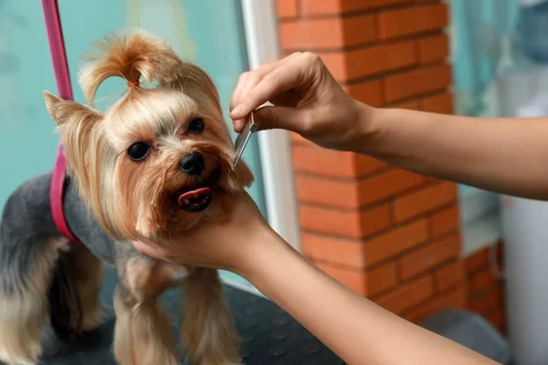 在宠物美容院和可爱的狗狗一起工作的专业美容师 特写镜头 图库图片