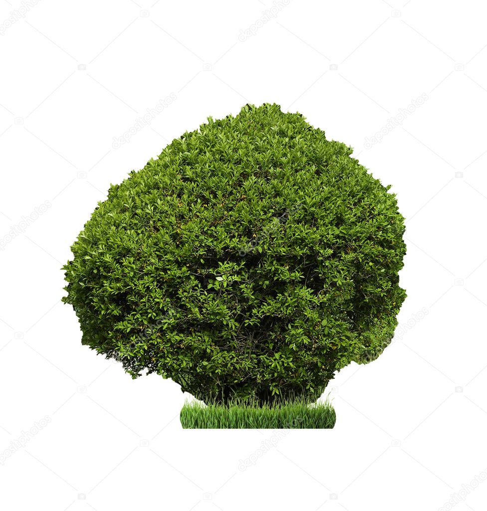 Beautiful shrub with green leaves isolated on white 