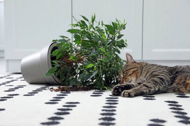 Evdeki halıda ters dönmüş kötü kedi.