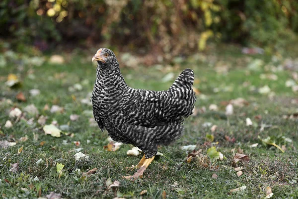 Beautiful Chicken Yard Farm Domestic Animal — Stock Photo, Image