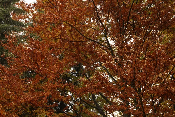 Красивый Вид Деревья Апельсиновыми Листьями Лесу Осенний Сезон — стоковое фото
