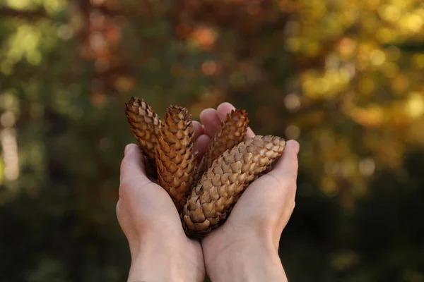 Woman Holding Pine Cones Outdoors Autumn Day Closeup — Stock Photo, Image