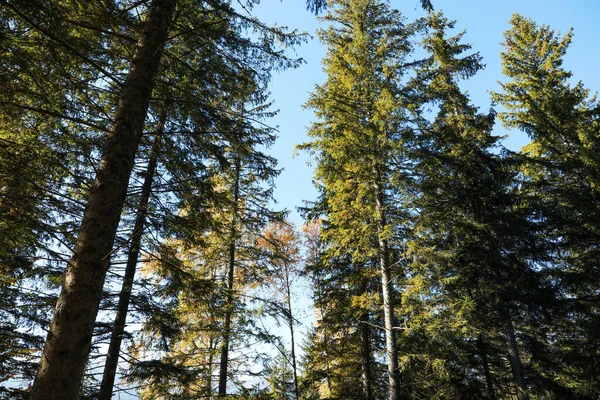 Vue Pittoresque Belle Forêt Conifères Par Temps Ensoleillé — Photo