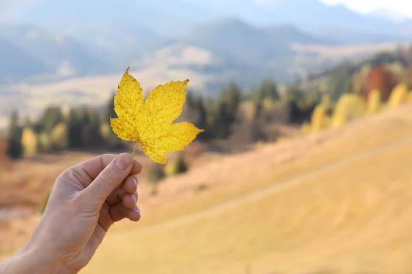가을에 바깥에서 아름다운 나뭇잎을 봉합하고 있습니다 원문을 — 스톡 사진