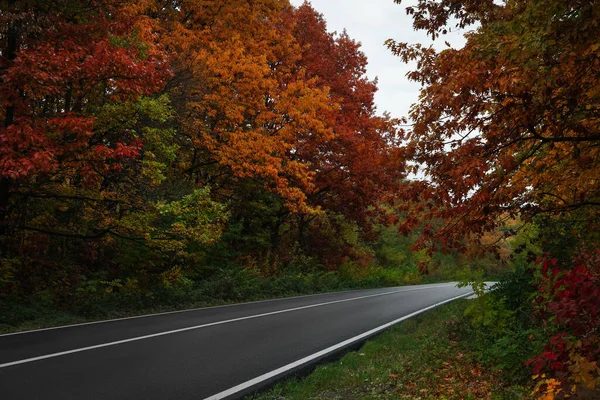Красивый Лес Рядом Пустой Дорогой Осенний Сезон — стоковое фото
