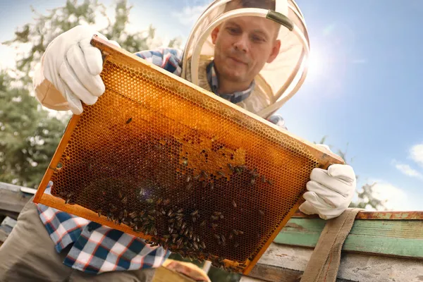 Пчеловод Ульем Пасеке Сбор Меда — стоковое фото