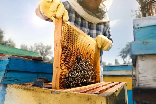 Včelař Přebírá Záběr Úlu Včelího Detailní Záběr Sklizeň Medu — Stock fotografie
