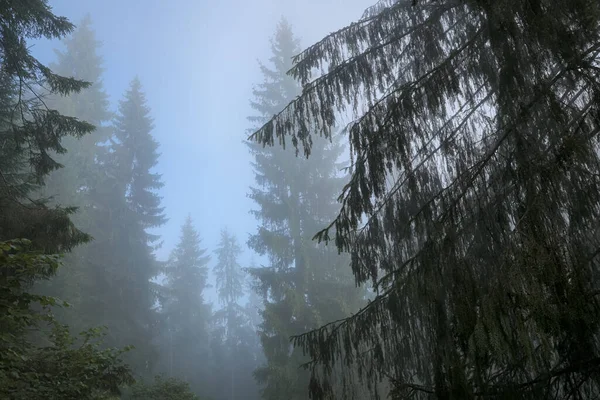 Красиві Хвойні Дерева Кущі Лісі Туманний День — стокове фото