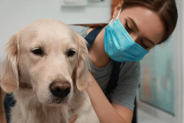 Professionell Putsare Arbetar Med Söt Hund Sällskapsdjur Skönhetssalong — Stockfoto